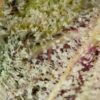 Biscotti strain for sale 1
