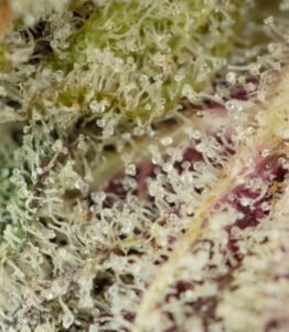 Biscotti strain for sale 1