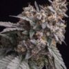 Cherry pie strain for sale