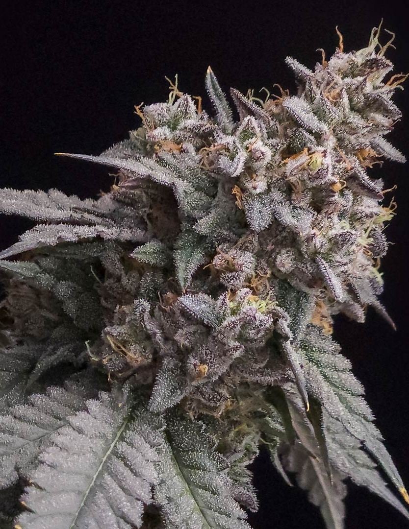 Cherry pie strain for sale