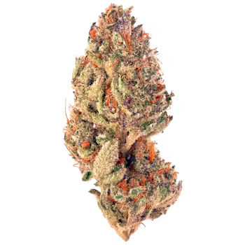 Tropicana Cookies strain for sale