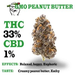 GMO peanut butter strain